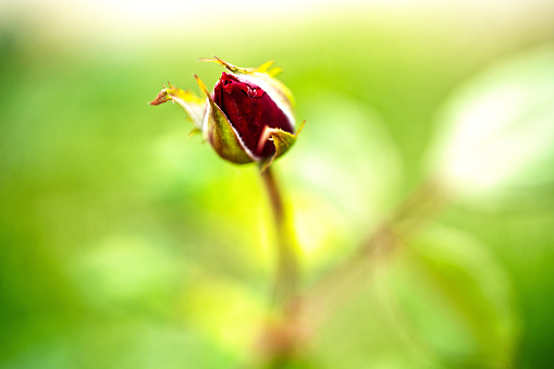 Close up Small Red Rose and green blur bokeh in nature light for background and inspiration or creative idea for present