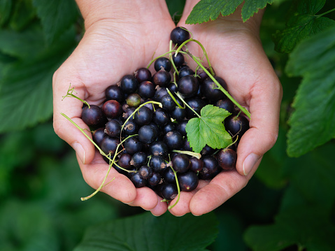 A woman holding freshly harvested organic blackcurrant in her palms. Close up.