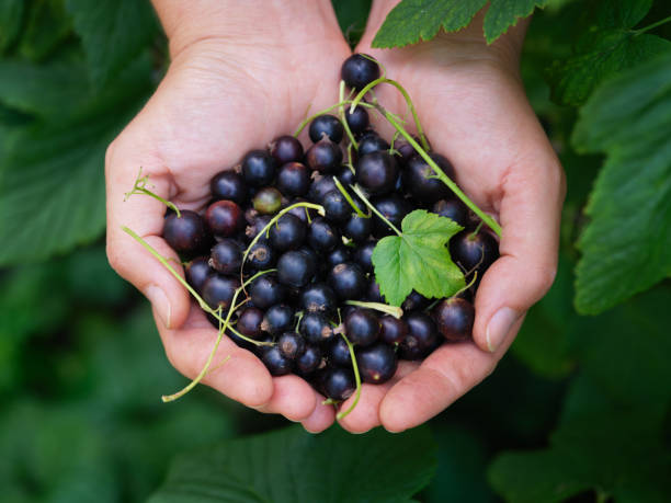 A woman holding freshly harvested organic blackcurrant in her palms A woman holding freshly harvested organic blackcurrant in her palms. Close up. casis stock pictures, royalty-free photos & images