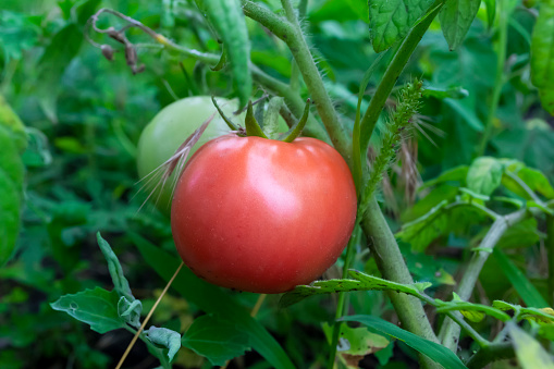 Pink tomato on a green bush. Pink tomatoes ripen in the bed. Tomato fruit on a green bush. Ripening of tomatoes.