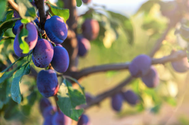 fresh fruit on a plum tree ripen in the sun plums on the tree plum tree stock pictures, royalty-free photos & images