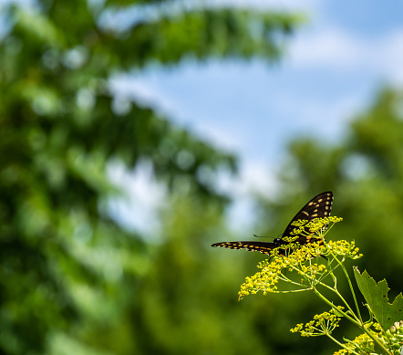 Close-up of a black swallowtail butterfly collecting nectar from the yellow flower on a wild parsnip plant that is growing in a field on a warm summer day in July with a blurred background.