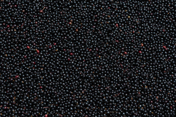 istock Ripe Elderberry Berries Harvest 1411633777