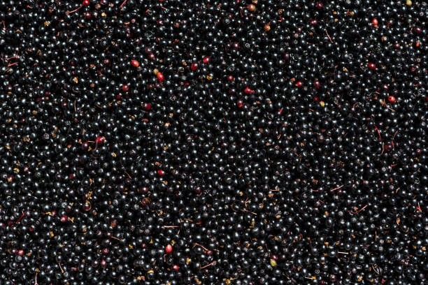 istock Ripe Elderberry Berries Harvest 1411633778