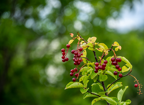 Close-up of the red berries on a common chokecherry tree that is growing by the edge of the forest on a warm summer day in July with blurred tree leaves in the background.