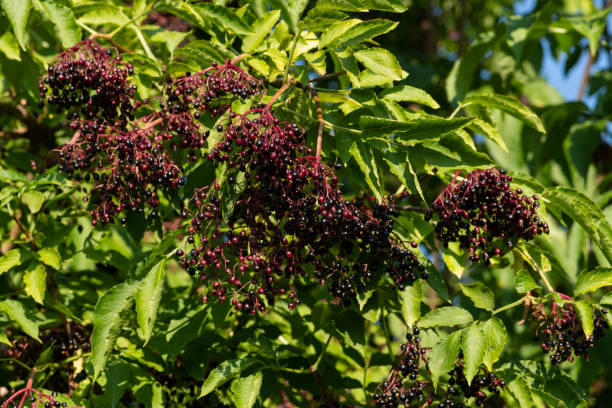 Elderberries Sambucus on Tree Branches Ripe Elderberries Sambucus on tree branches with leaves. sambucus nigra stock pictures, royalty-free photos & images
