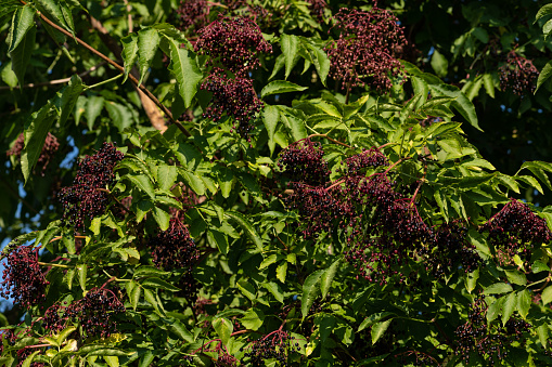 Ripe Elderberries Sambucus on tree branches with leaves.