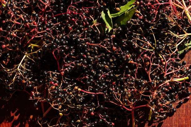 istock Ripe Elderberry Berries Harvest 1411633961