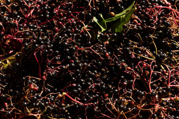 istock Ripe Elderberry Berries Harvest 1411633985