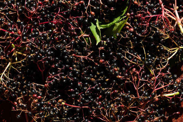 istock Ripe Elderberry Berries Harvest 1411634008