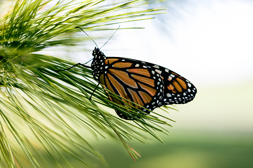 Butterflies are pollinators and help them flowers and trees grow and reproduce.