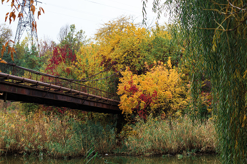 Autumn colors near the river on an overcast day.