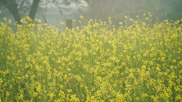 Scenery yellow mustard flowers fields in full bloom in springtime. Blooming mustard flowers fields in the morning mist. stock photo