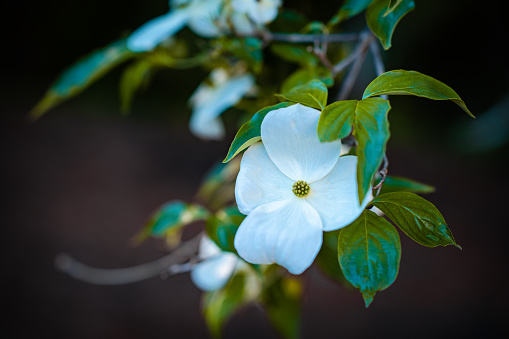 Flowering dogwood tree during sunset