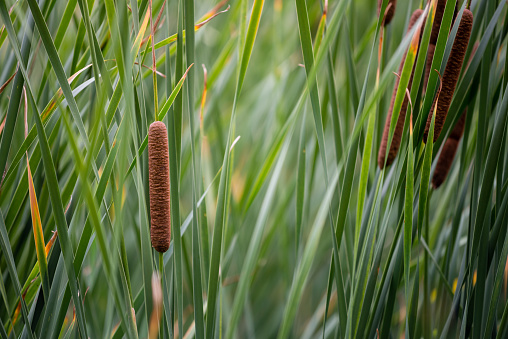 Typha herbaceous plant. Green reeds in the swamp