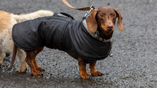 istock Weiner Dog Wearing Raincoat. 1411635695