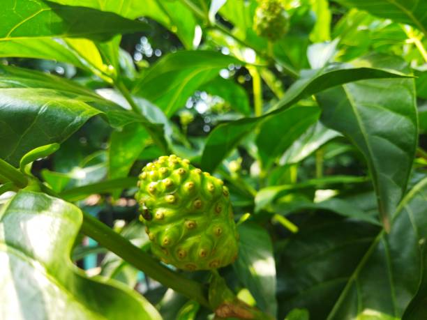 istock Morinda citrifolia fruit 1411636293