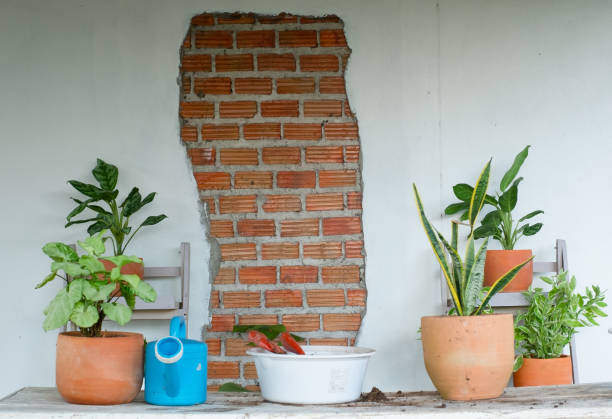 istock The purifying tree In a clay pot, in the shelf and white wall. 1411636325