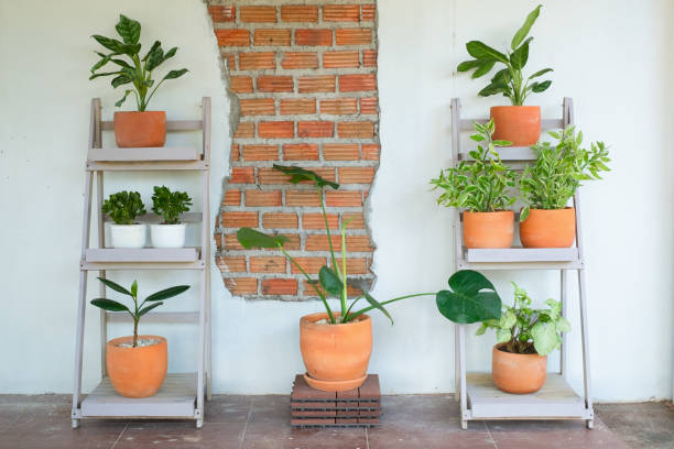 istock The purifying tree In a clay pot, in the shelf and white wall. 1411636326