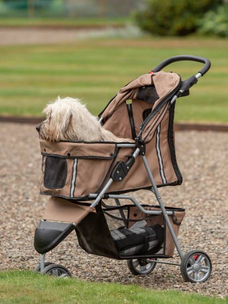 istock Dandie Dinmont Dog In Stroller. 1411636346