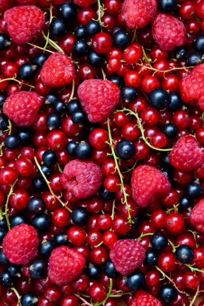 Berries organic background. Raspberry, red and black currant organic fresh from village garden. Ecological organic berries for desserts, smoothie or jam. stock photo