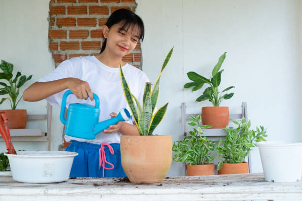 porträt glückliches junges mädchen, das grüne pflanzen zu hause gießt, asiatisches mädchen. - crop sprayer front or back yard pest control equipment spraying stock-fotos und bilder