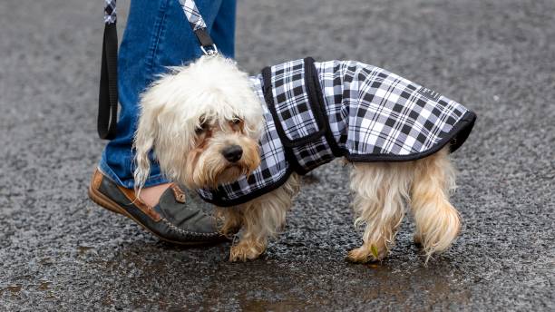 Dandie Dinmont Wearing Raincoat. Dandie Dinmont Wearing Raincoat. Dandie Dinmont Terrier stock pictures, royalty-free photos & images