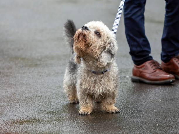 istock Dandie Dinmont Dog. 1411638030
