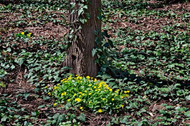 Primrose yellow flowers, Ranunculus ficaria, Ficaria verna, Lesser celandine or Ficaria grandiflora in spring forest, Sofia, Bulgaria