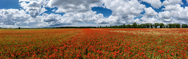 Aerial view of an agricultural field with red poppies.