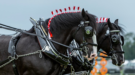 Two Shire Horses Dressed In Fancy Harness.