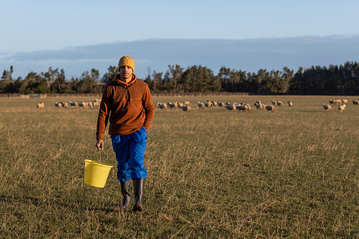 A full-length view of a trainee farmer carrying the feed bucket and walking back from the flock of sheep for their morning farm feed in Northumberland in the North East of England.