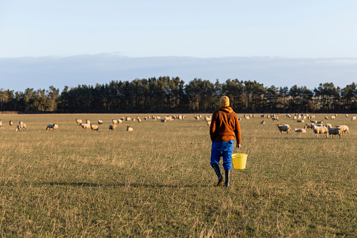A full length rear view of a trainee farmer carrying the feed bucket and walking towards the flock of sheep for their morning farm feed in Northumberland in there North East of England.