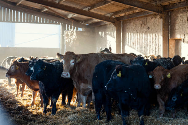 istock Herd Of Cows In The Barn 1411641977