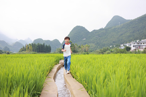 Child hand touching rice crop