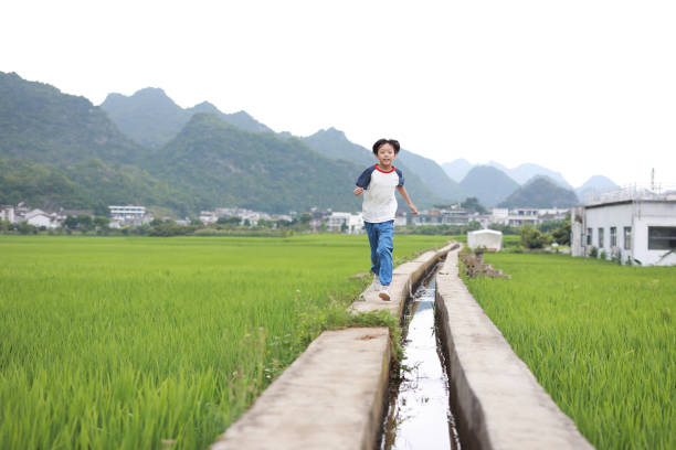 Tourist boy walks in a rice field stock photo