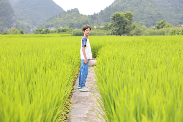 Child hand touching rice crop