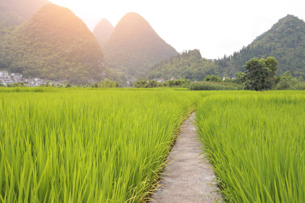 Rice field and road view