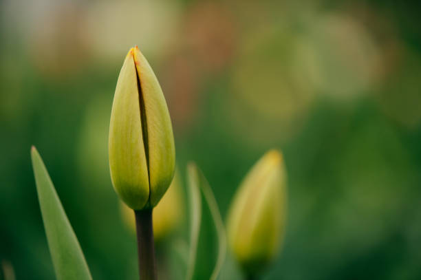 Tulip, Flower, Flower Head, Blossom, Dayflower