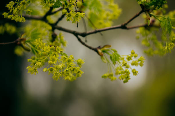 istock Branch with young leaves 1411645426