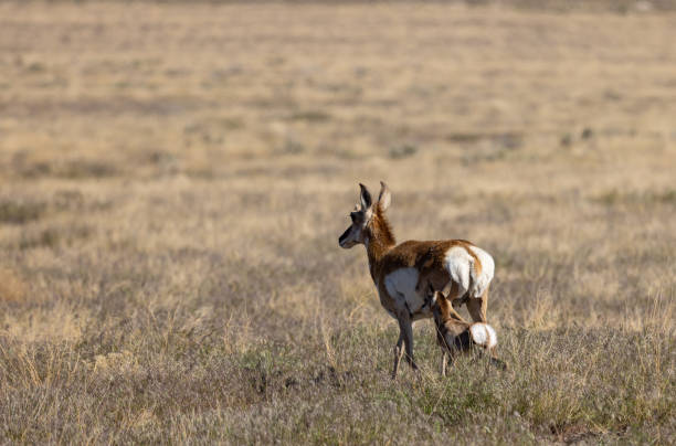 istock Pronghorn Antelope Doe and Fawn 1411646913