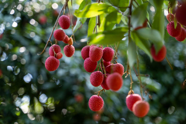 istock Close up of litchi hanging on a tree 1411646967
