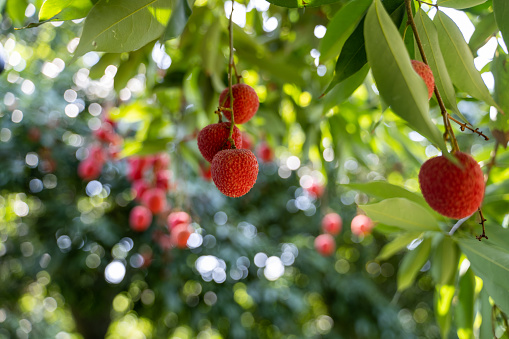 The orchard is full of lychees