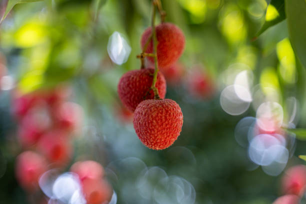 feche acima de litchi pendurado em uma árvore - spring tree orchard forest - fotografias e filmes do acervo