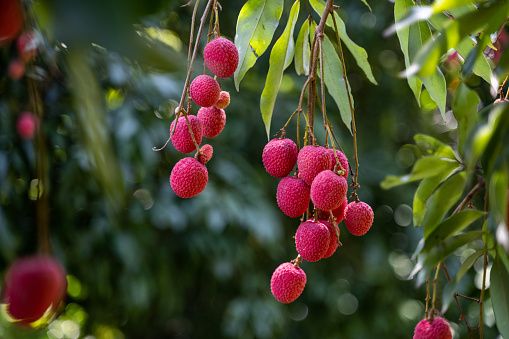 The orchard is full of lychees