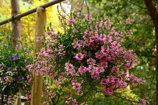 Flower market: Large hanging basket stuffed with pink color scaevola. Scaevola in the same family of Goodeniaceae.