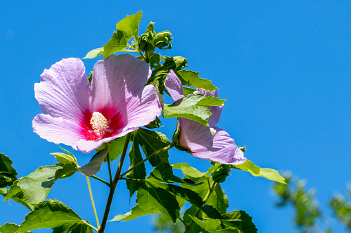 The flower of a morning glory withers around noon.