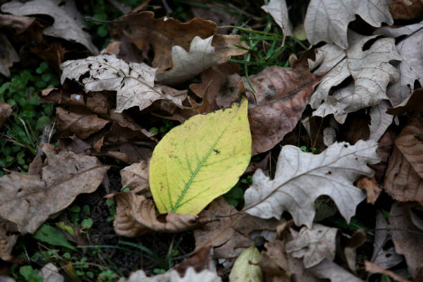istock Fallen Leaves of Autumn 1411651703