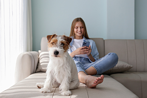 Adorable wire haired Jack Russel terrier puppy looking at the camera and young beautiful woman sitting on the couch behind him, scrolling the phone. Background, close up, copy space.