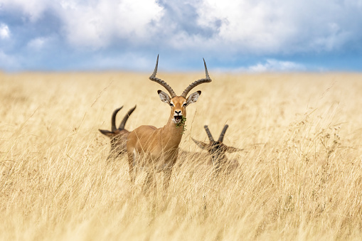A male impala, aepyceros melampus, and two topi, damaliscus lunatus,  grazing in the lush long grass of the Masai Mara, Kenya.